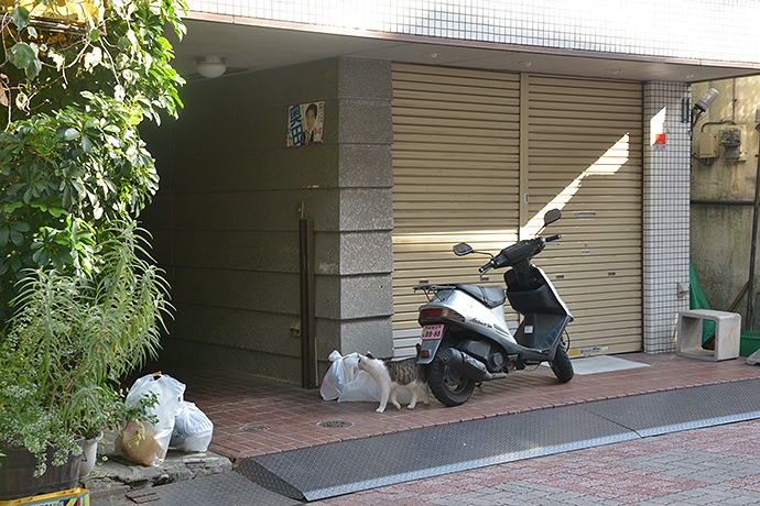 街のねこたち