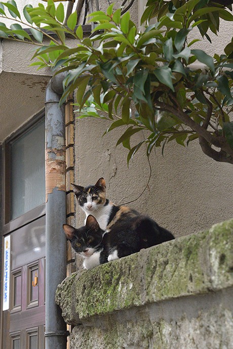 街のねこたち