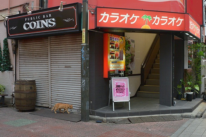 街のねこたち
