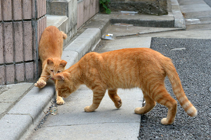 街のねこたち