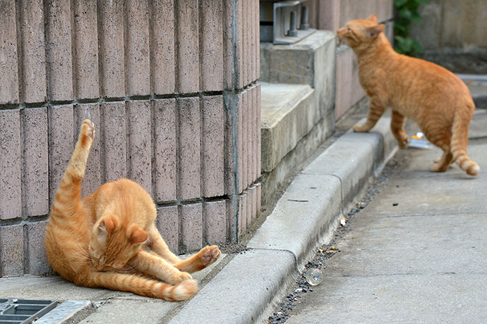 街のねこたち