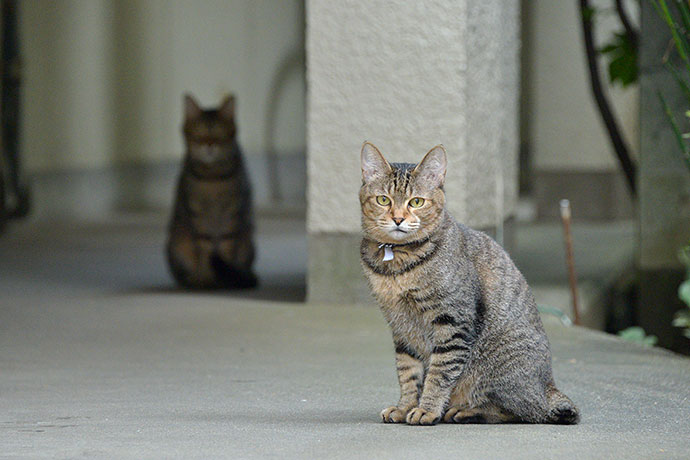 街のねこたち