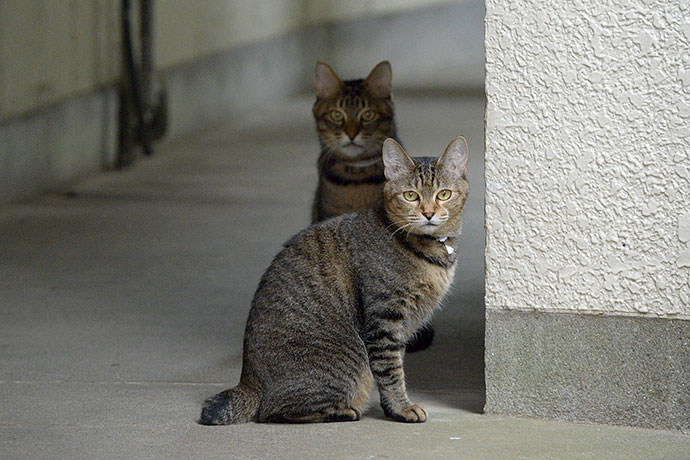 街のねこたち