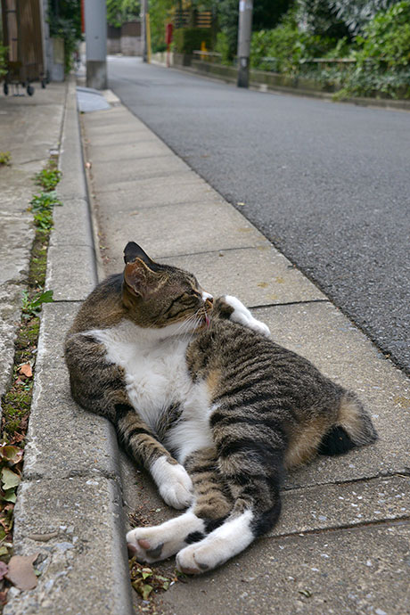 街のねこたち