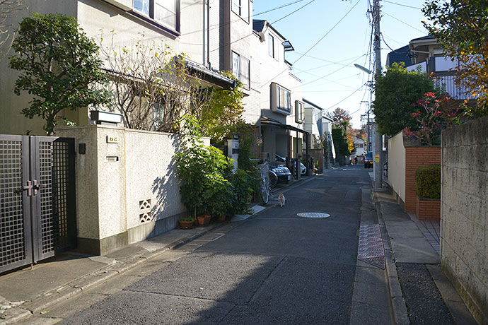 街のねこたち