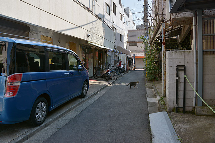 街のねこたち