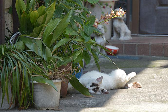 街のねこたち