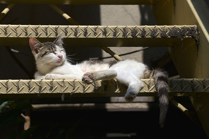街のねこたち