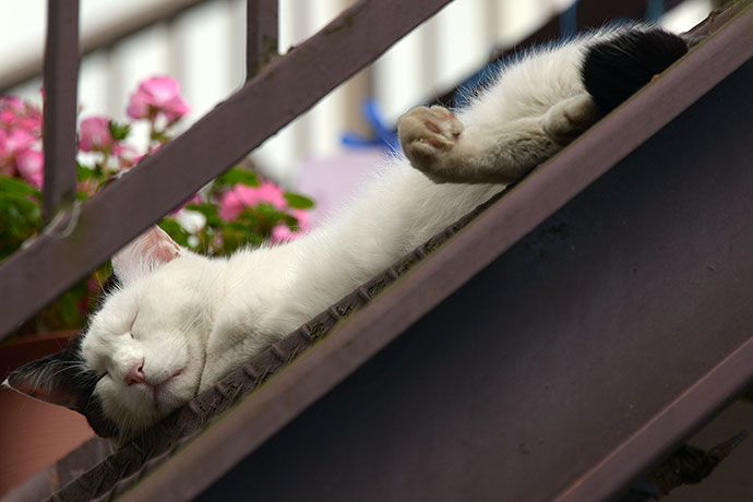 街のねこたち