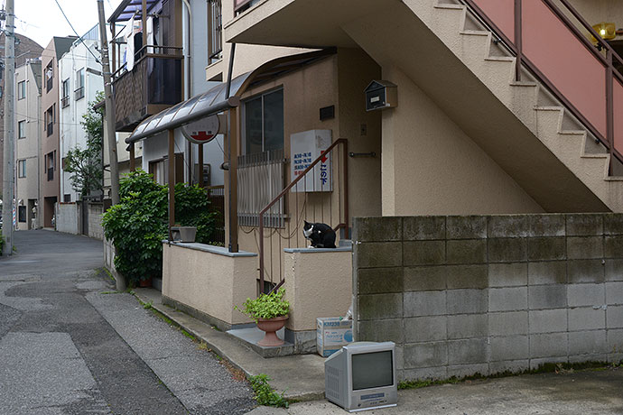 街のねこたち
