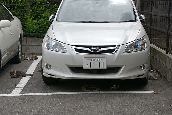 街のねこたち