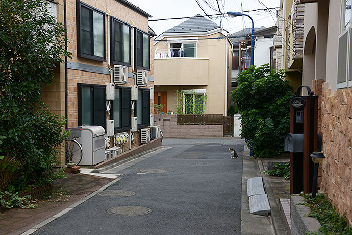 街のねこたち