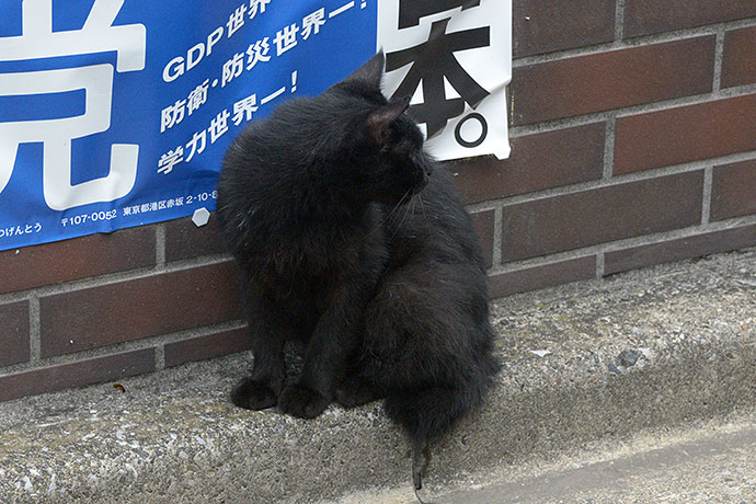 街のねこたち
