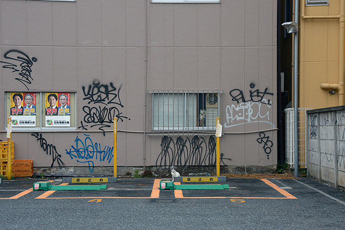 街のねこたち