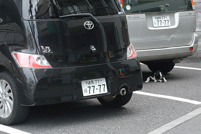街のねこたち