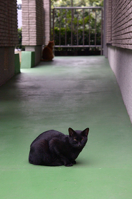 街のねこたち