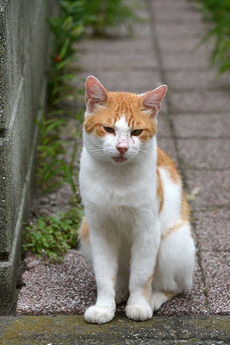街のねこたち