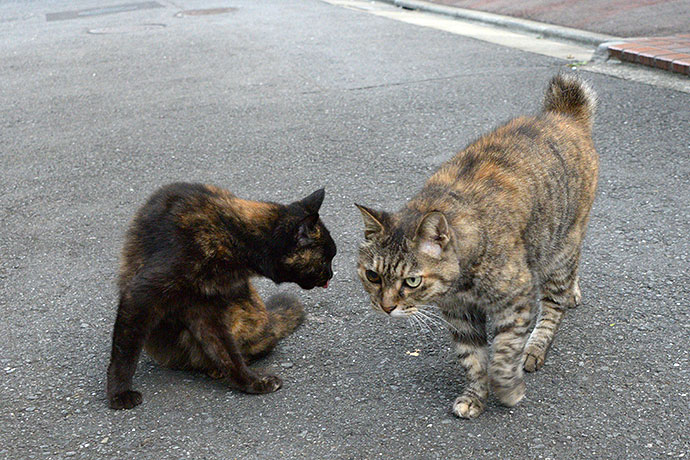 街のねこたち