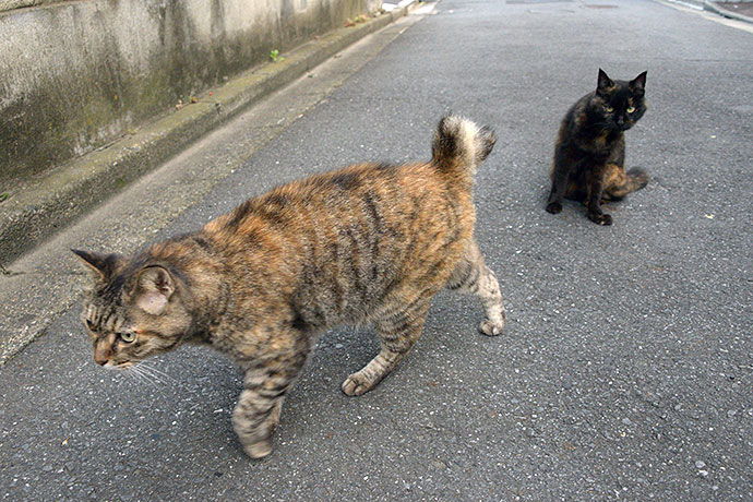 街のねこたち