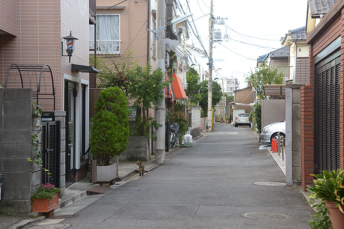 街のねこたち
