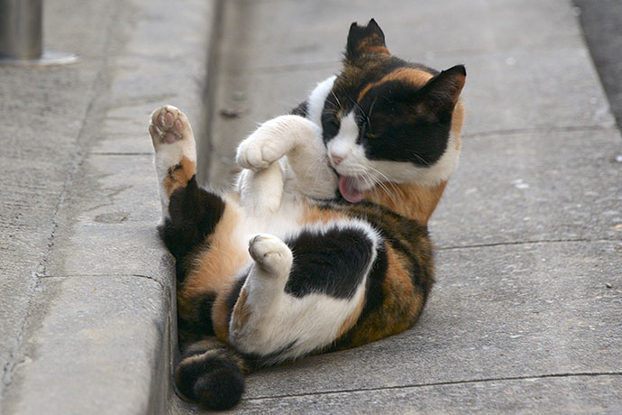 街のねこたち