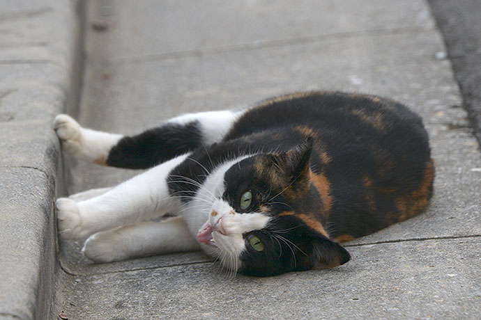 街のねこたち