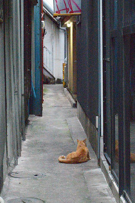 街のねこたち