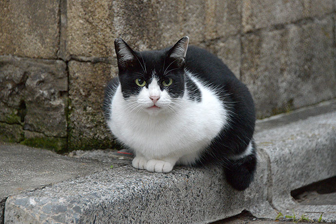 街のねこたち