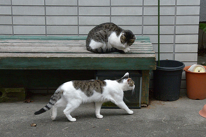街のねこたち