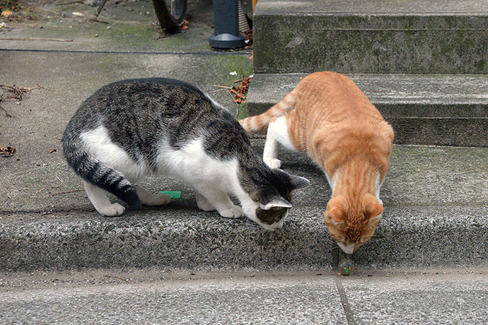 街のねこたち