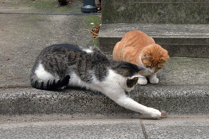 街のねこたち