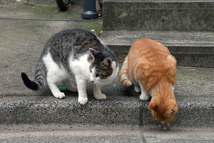 街のねこたち