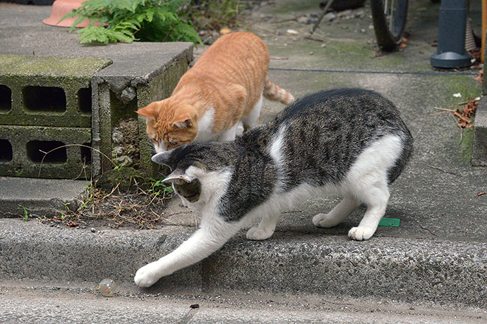 街のねこたち