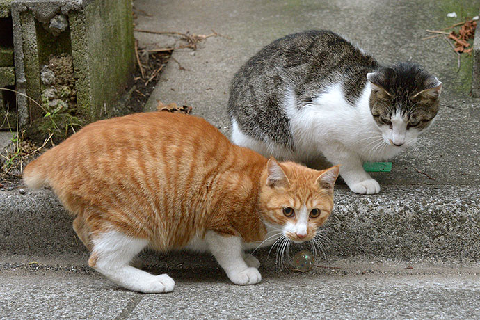 街のねこたち