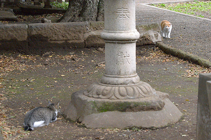 街のねこたち