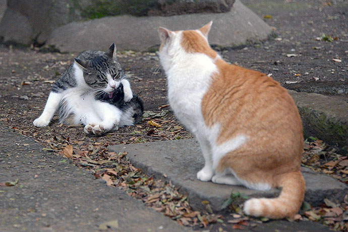街のねこたち