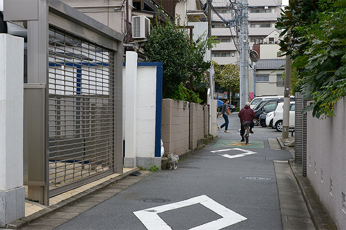 街のねこたち