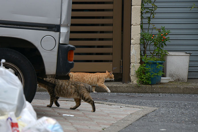 街のねこたち