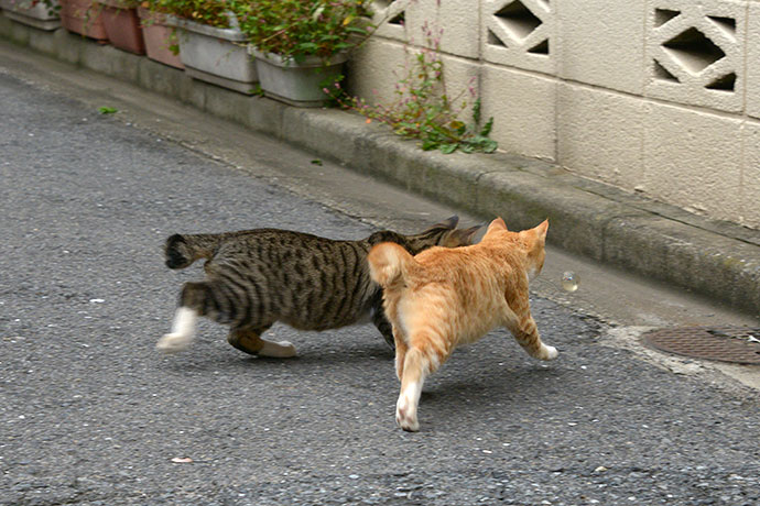 街のねこたち