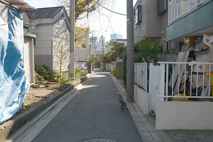 街のねこたち