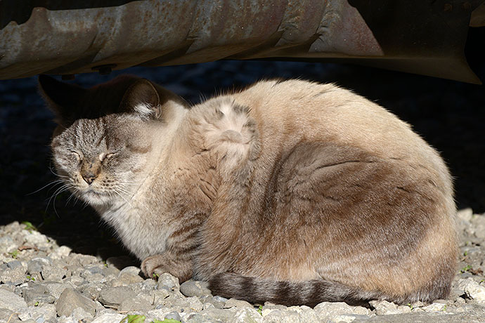 街のねこたち