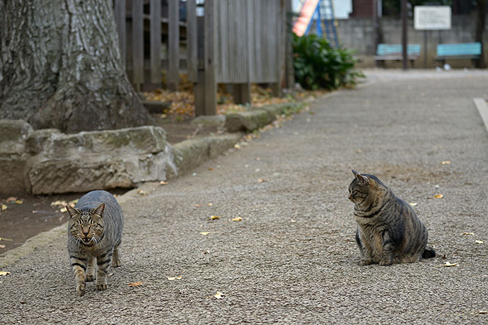 街のねこたち