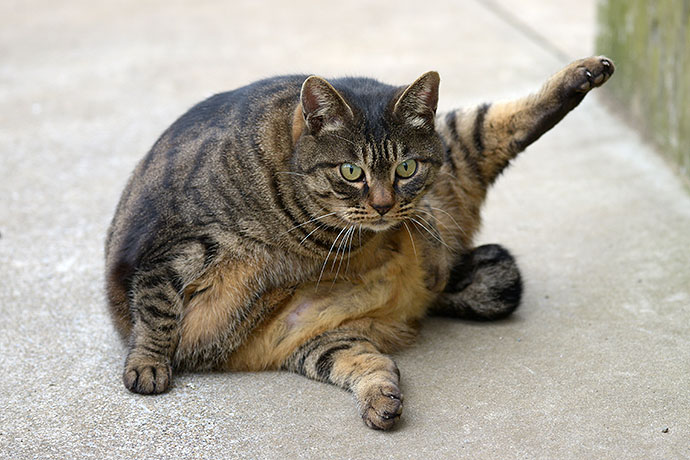 街のねこたち