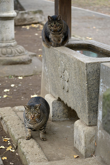 街のねこたち