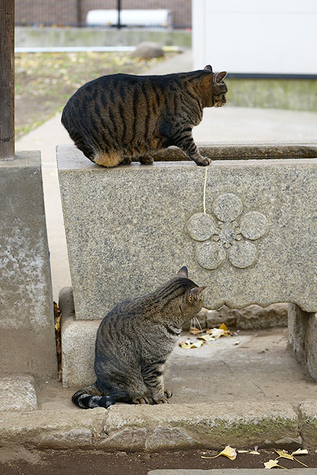 街のねこたち