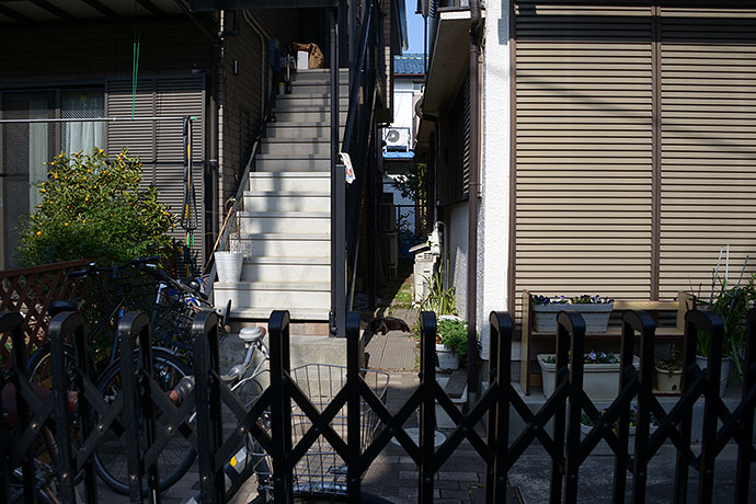 街のねこたち