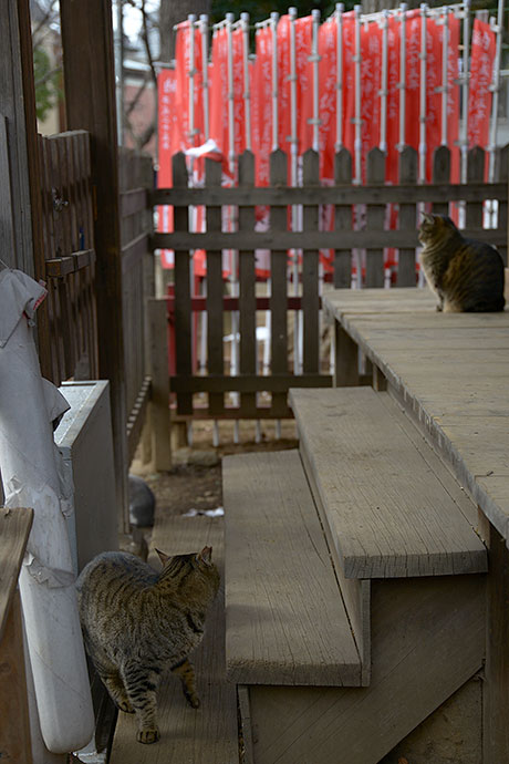 街のねこたち