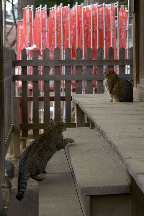街のねこたち
