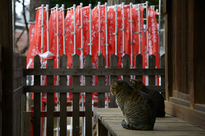街のねこたち