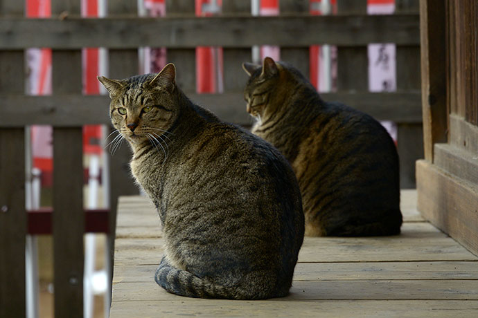 街のねこたち